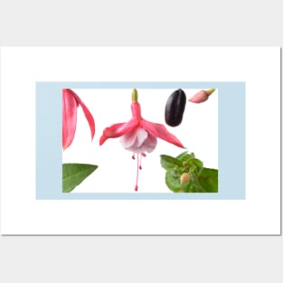 Fuchsia  Flower leaves bud and fruit Posters and Art